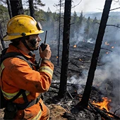 Forests and Vegetation